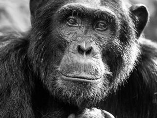 Chimpanzee in Uganda captured in Bwindi Impenetrable National Park.