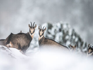 Gämsen im Wald.