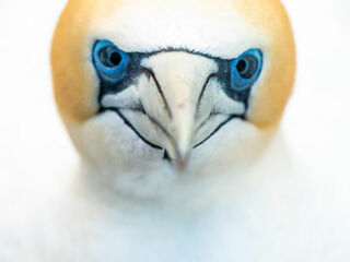 Gesicht von Basstölpel aufgenomen auf Cape Kidnappers in Neuseeland.