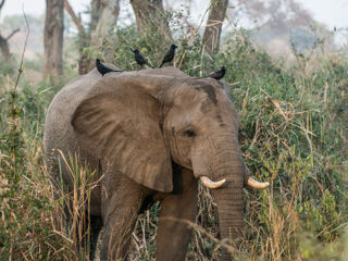 Junger Elefant in Uganda aufgenommen im Queen-Elizabeth-Nationalpark.
