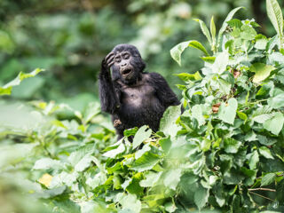 A gorilla cub in the jungle in Uganda, recorded in Bwindi Impenetrable National Park.