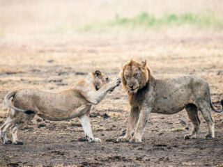 Ein Löwenpaar in Uganda aufgenommen im Murchison Falls National Park.