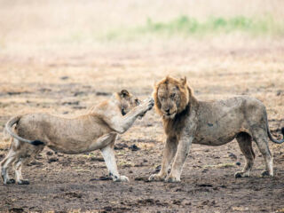 A lion couple in Uganda taken in Murchison Falls National Park.