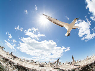 A gannet colony at Cape Kidnappers in New Zealand.