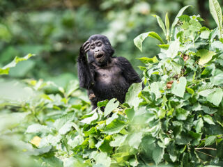 Gorilla Junges
