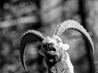 Steinbock